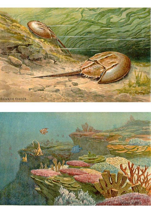 zeedieren Afbeelding zeedieren