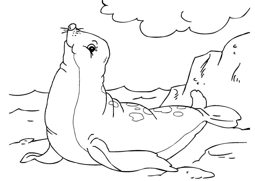 zeehond Kleurplaat zeehond