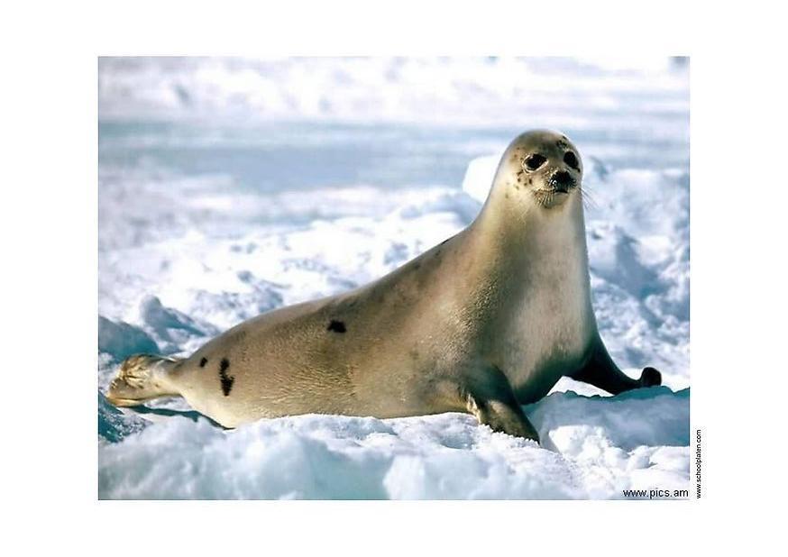 zeehond Foto zeehond