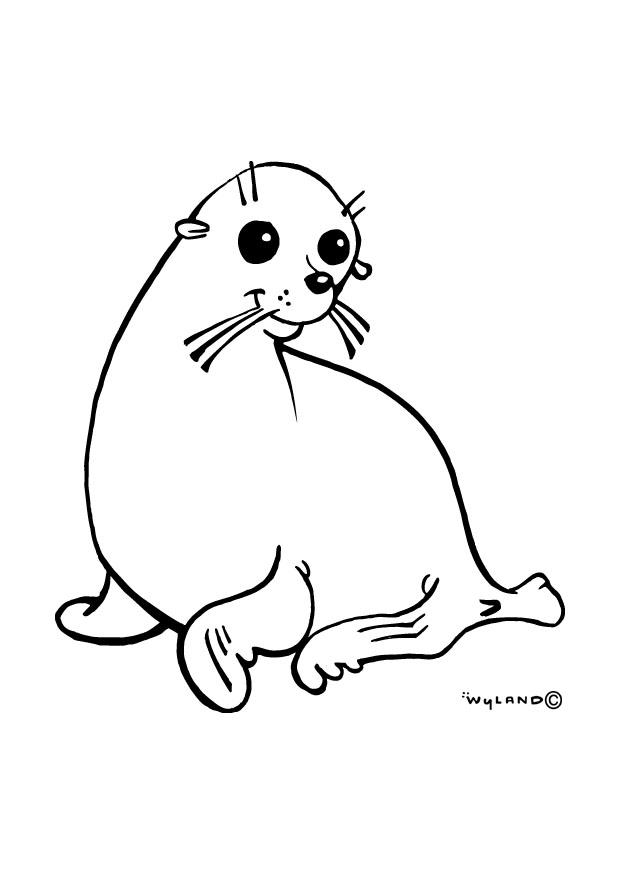zeehond Kleurplaat zeehond