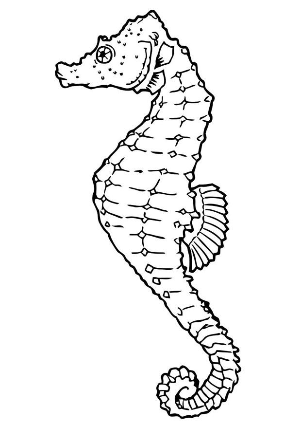 zeepaardje Kleurplaat zeepaardje