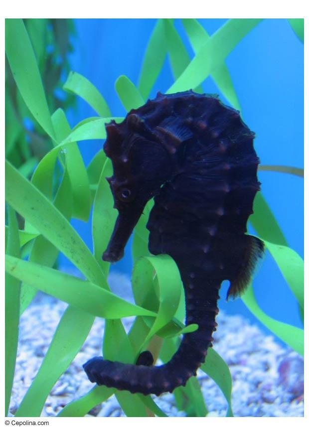 zeepaardje Foto zeepaardje