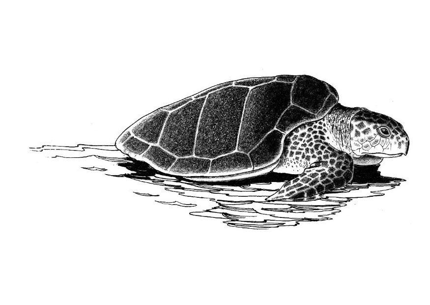 zeeschildpad Kleurplaat zeeschildpad