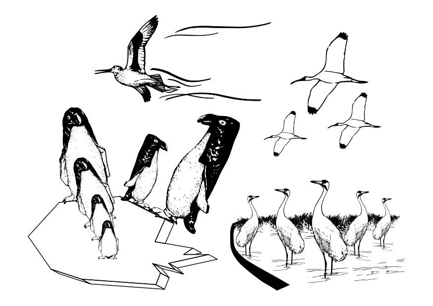 zeevogels Kleurplaat zeevogels