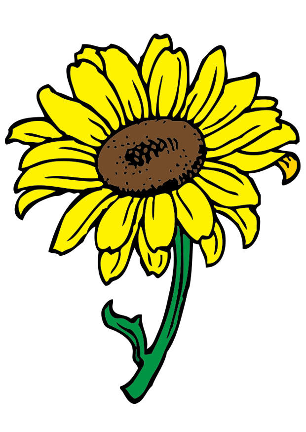 zonnebloem Afbeelding zonnebloem