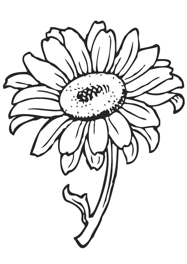 zonnebloem Kleurplaat zonnebloem