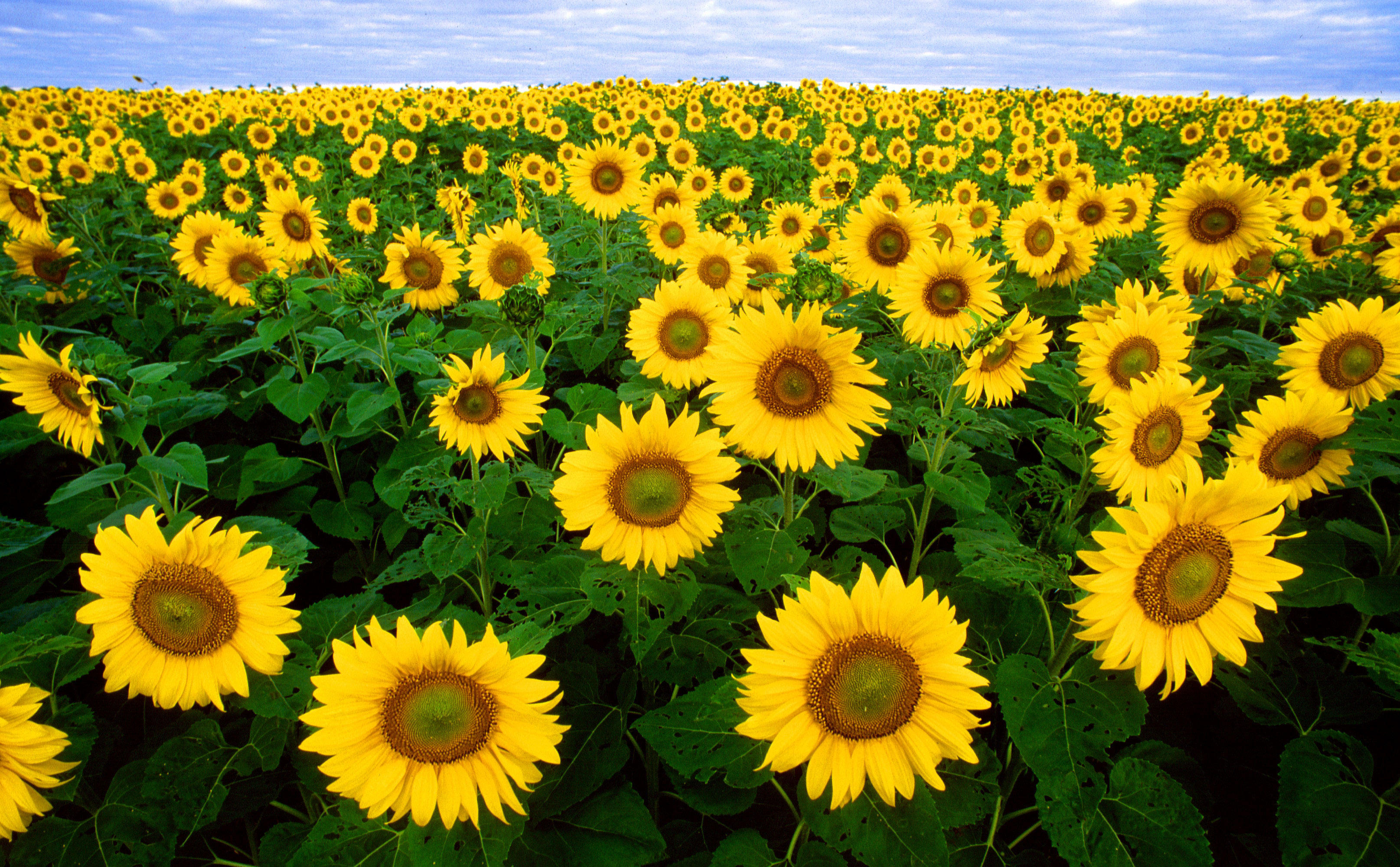 zonnebloemen Foto zonnebloemen