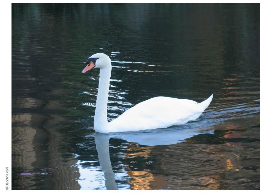zwaan Foto zwaan