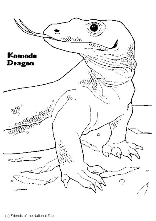 Kleurplaat Komodo Varaan