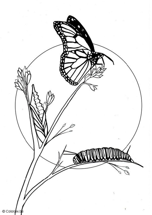 Kleurplaat Vlinder