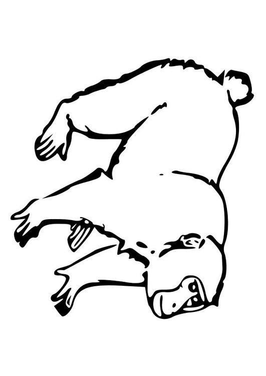 aap