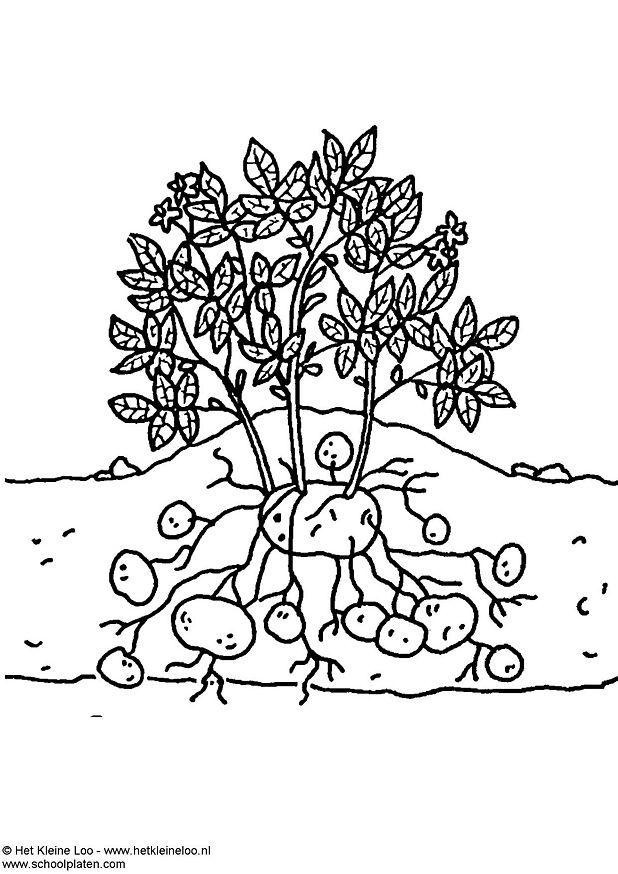 Kleurplaat aardappelplant