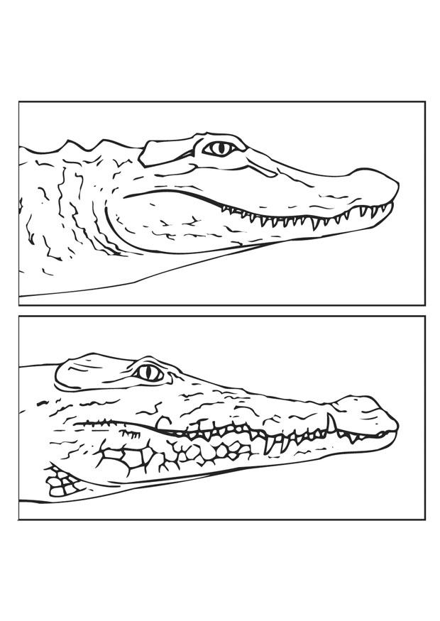 Kleurplaat alligator - krokodil
