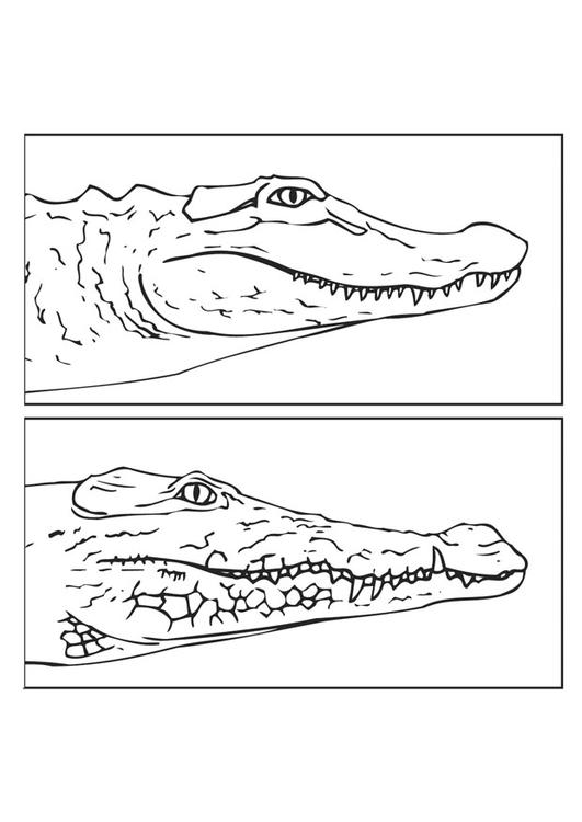 alligator - krokodil