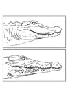 Kleurplaat alligator - krokodil