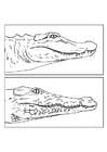Kleurplaat alligator - krokodil