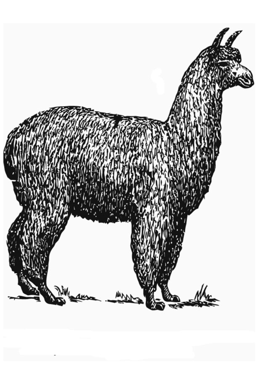Kleurplaat alpaca