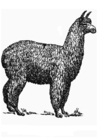 Kleurplaten alpaca