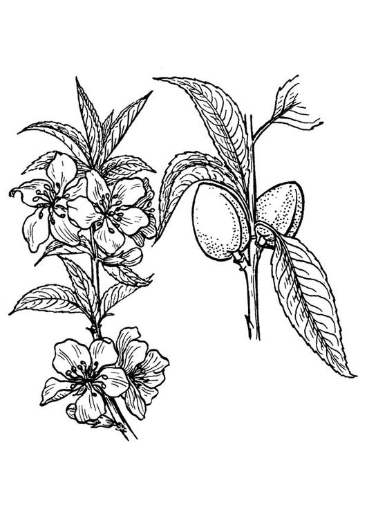 amandel plant