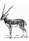 Kleurplaat antiloop
