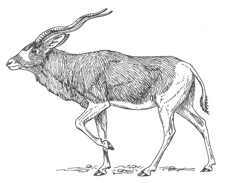 Kleurplaat antilope