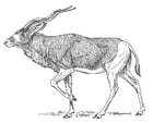Kleurplaten antilope