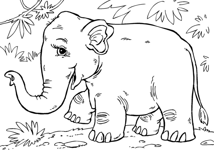 Kleurplaat Aziatische olifant