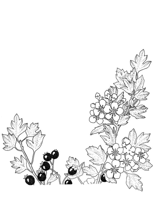 Kleurplaat bessen en bloesems