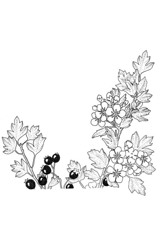 bessen en bloesems