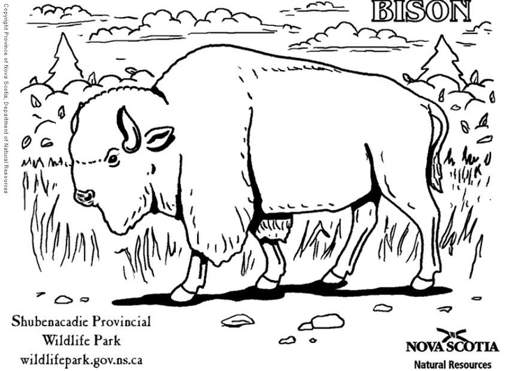 Kleurplaat bizon