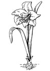 Kleurplaat bloem - amaryllis