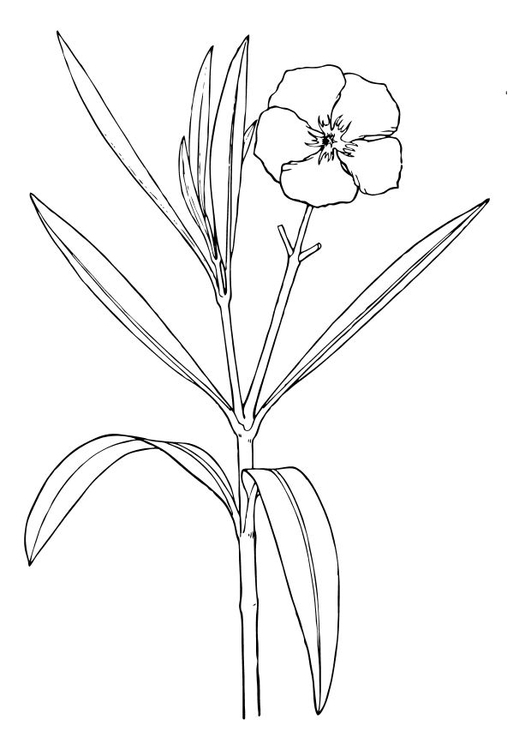 Kleurplaat bloem - oleander