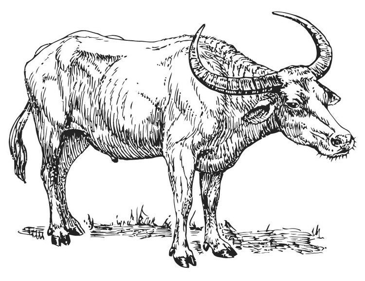Kleurplaat buffel