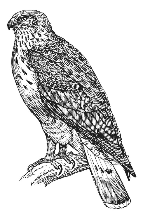 Kleurplaat buizerd