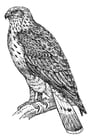 Kleurplaten buizerd