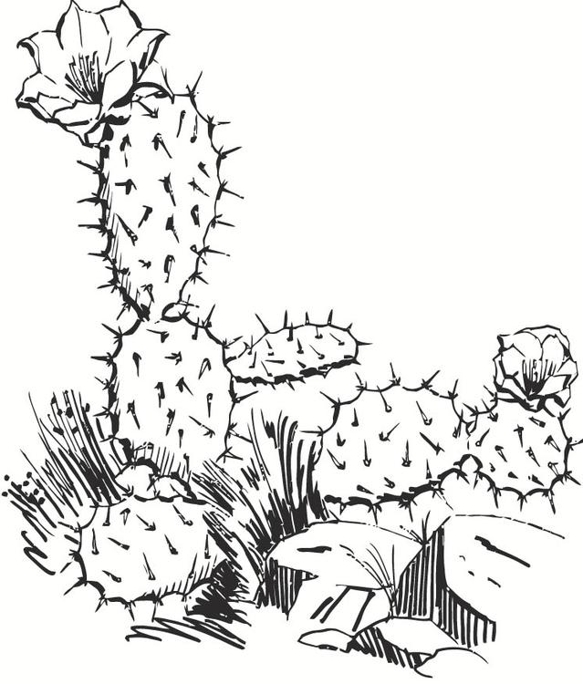 cactus