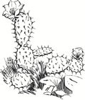 Kleurplaat cactus