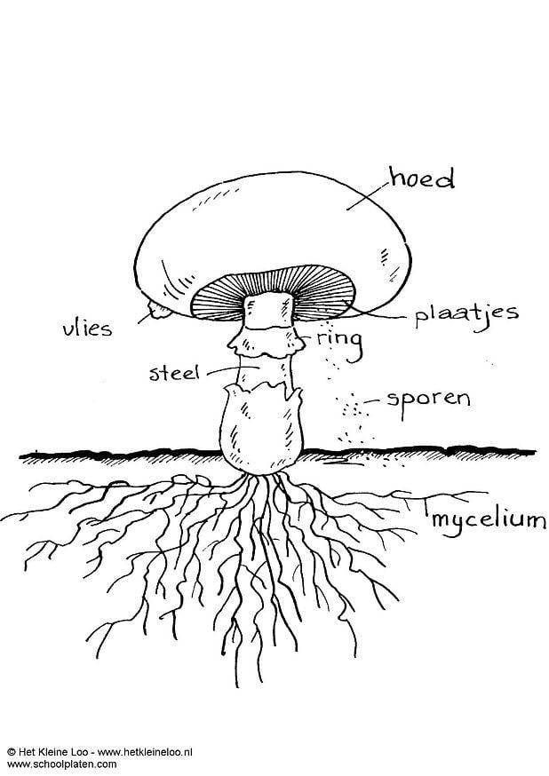 Kleurplaat champignon