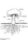 Kleurplaten champignon