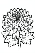 chrysant