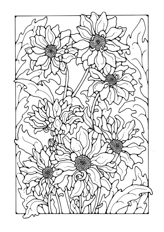 Kleurplaat chrysanten