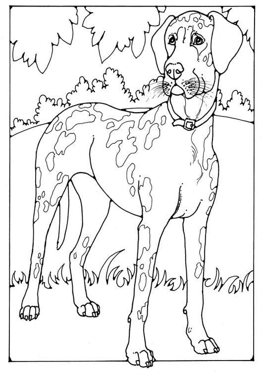 Deense dog