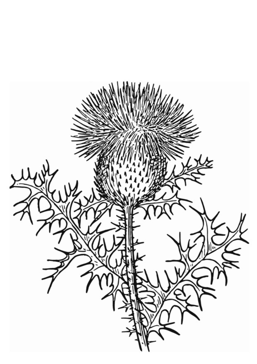 Kleurplaat distel