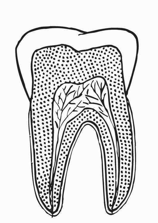doorsnede tand
