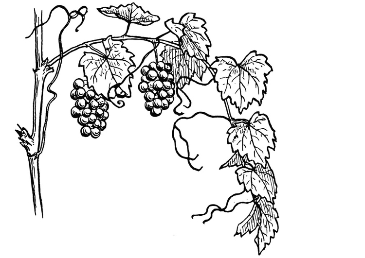 Kleurplaat druivelaar