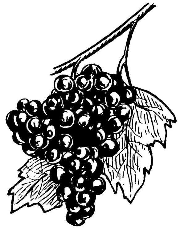 Kleurplaat druiven