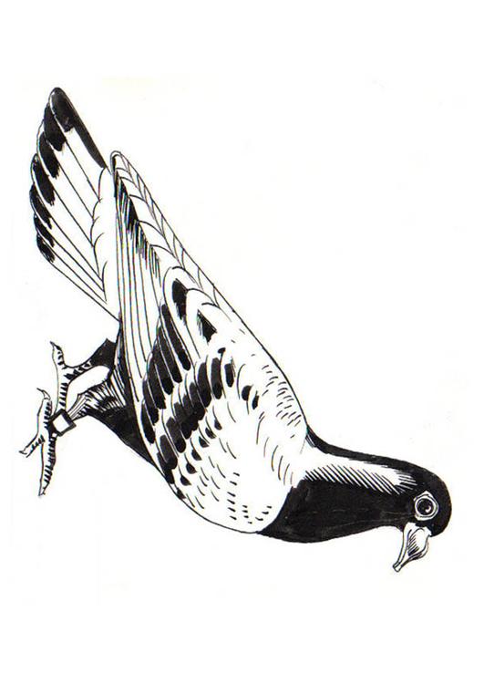 duif - postduif