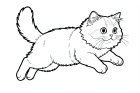 een perzische kat die springt