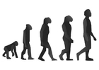 evolutie