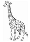 Kleurplaten giraf